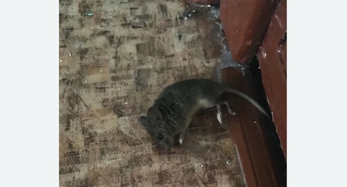 Дезинфекция от мышей в Дмитровске