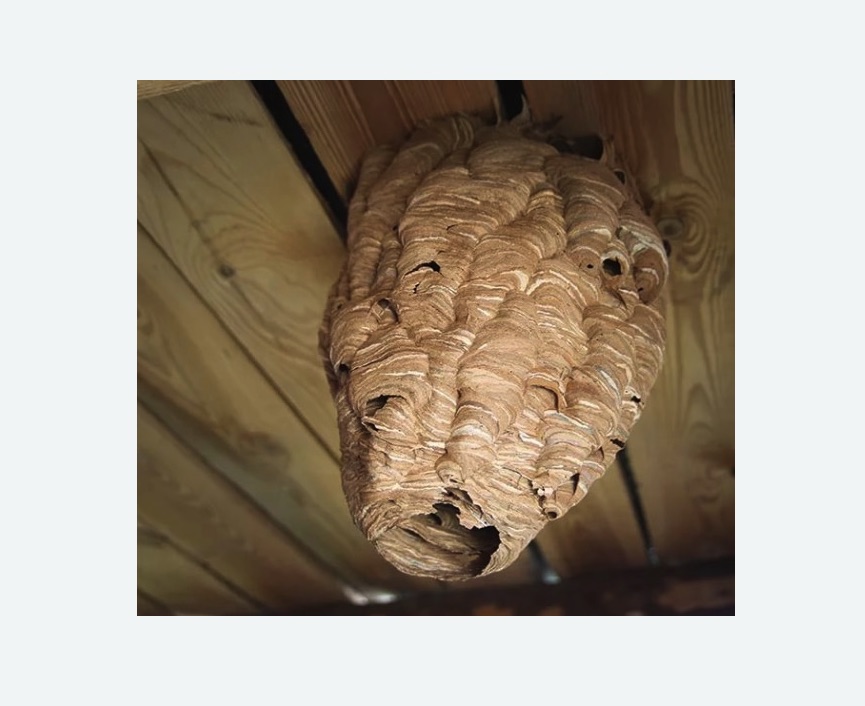 обработка от шершней в Дмитровске