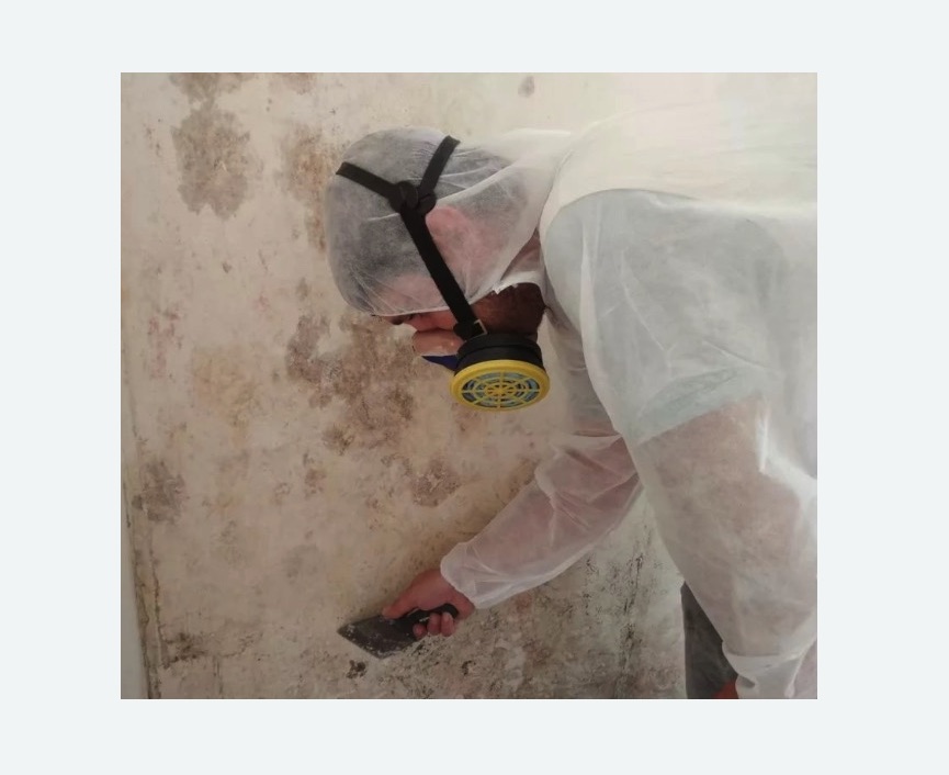 Обработка стен от плесени в Дмитровске