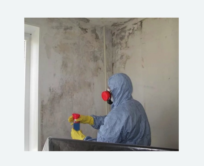 Удаление плесени в квартире в Дмитровске