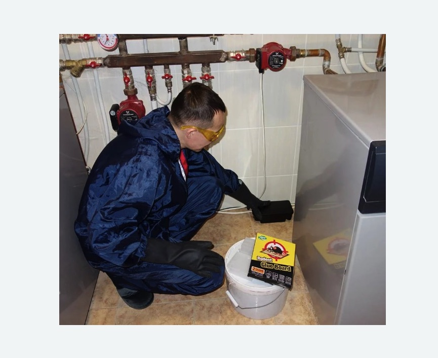 Уничтожение крыс в Дмитровске