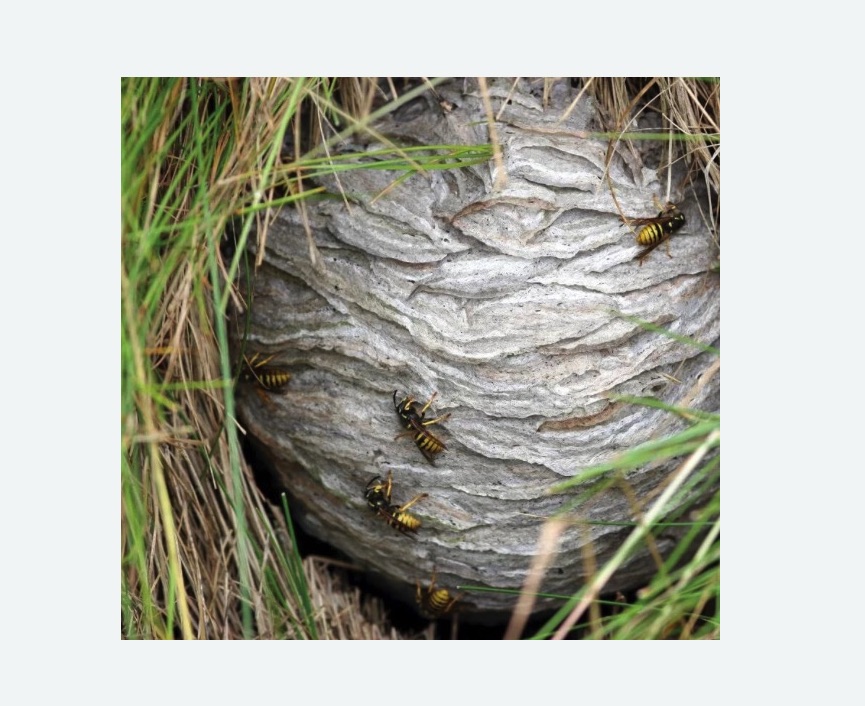 Уничтожение ос и ульев в Дмитровске